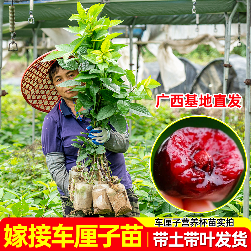 【直播专享】嫁接车厘子营养杯南北方种植营养杯苗盆栽地栽阳台庭院