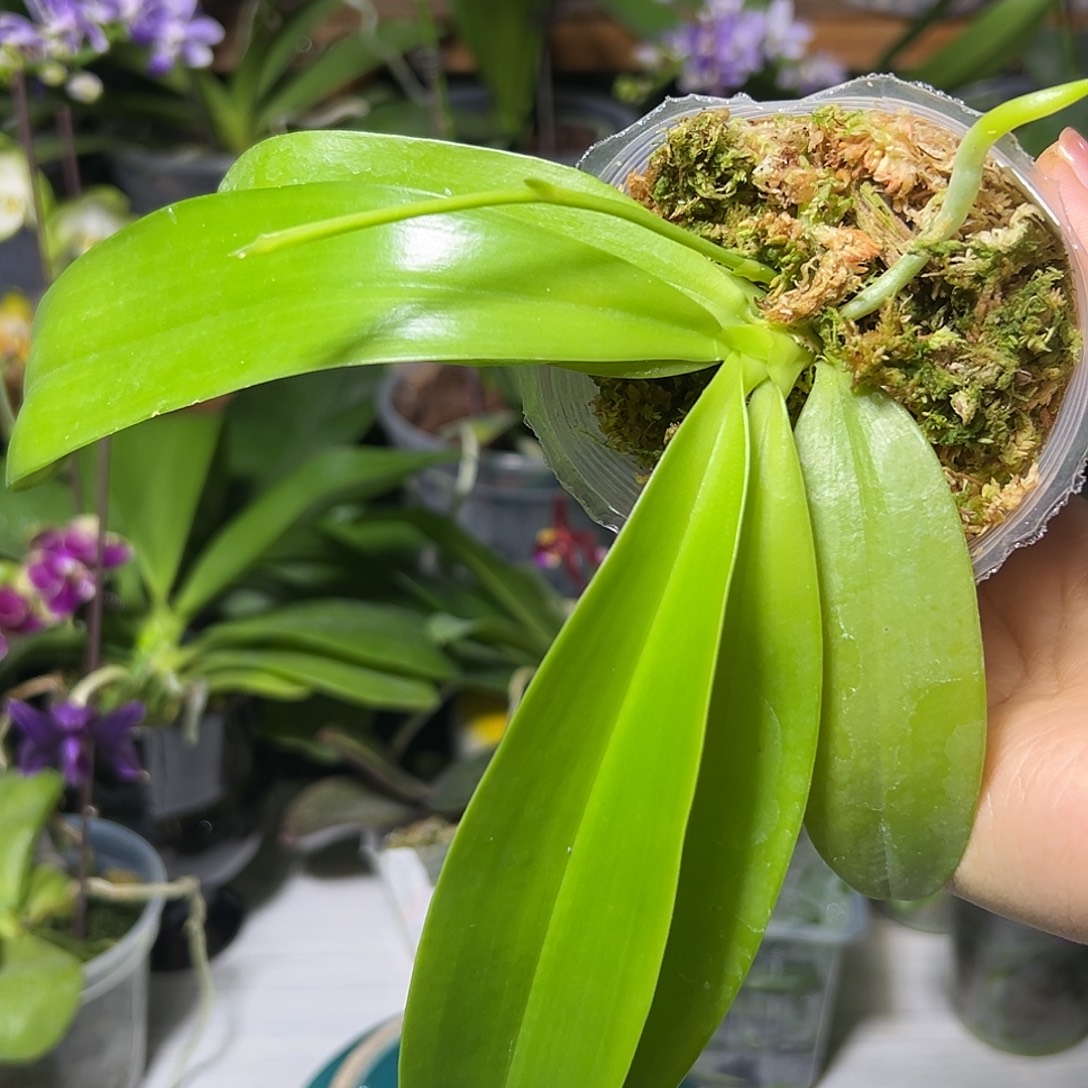 华***当前无花栽培后可以开花