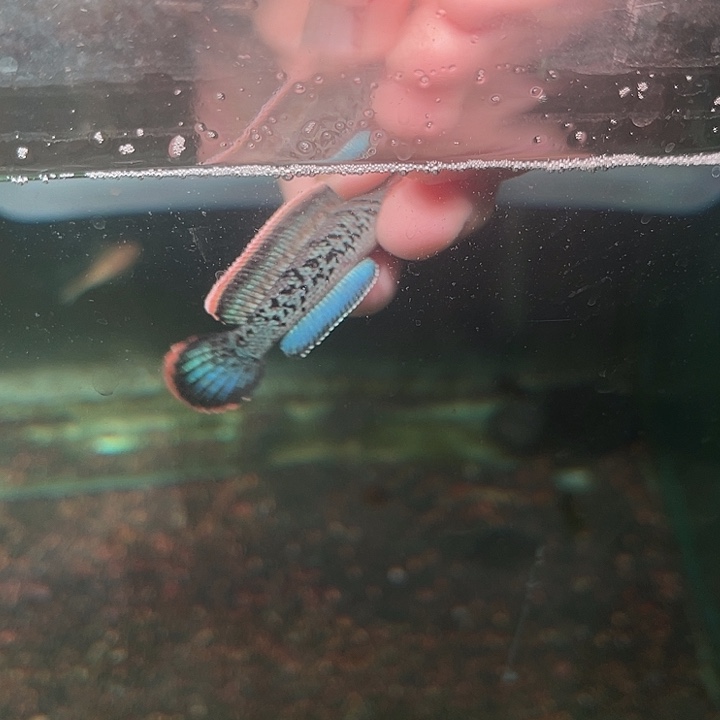 海水鱼鬼王蓝宝石雷龙