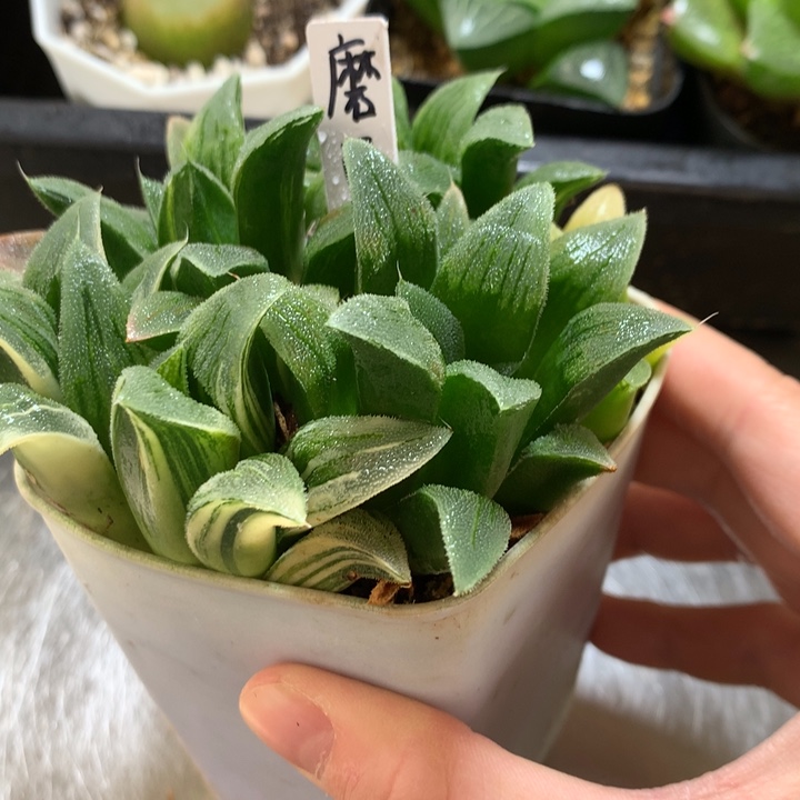 磨面寿锦一物一拍