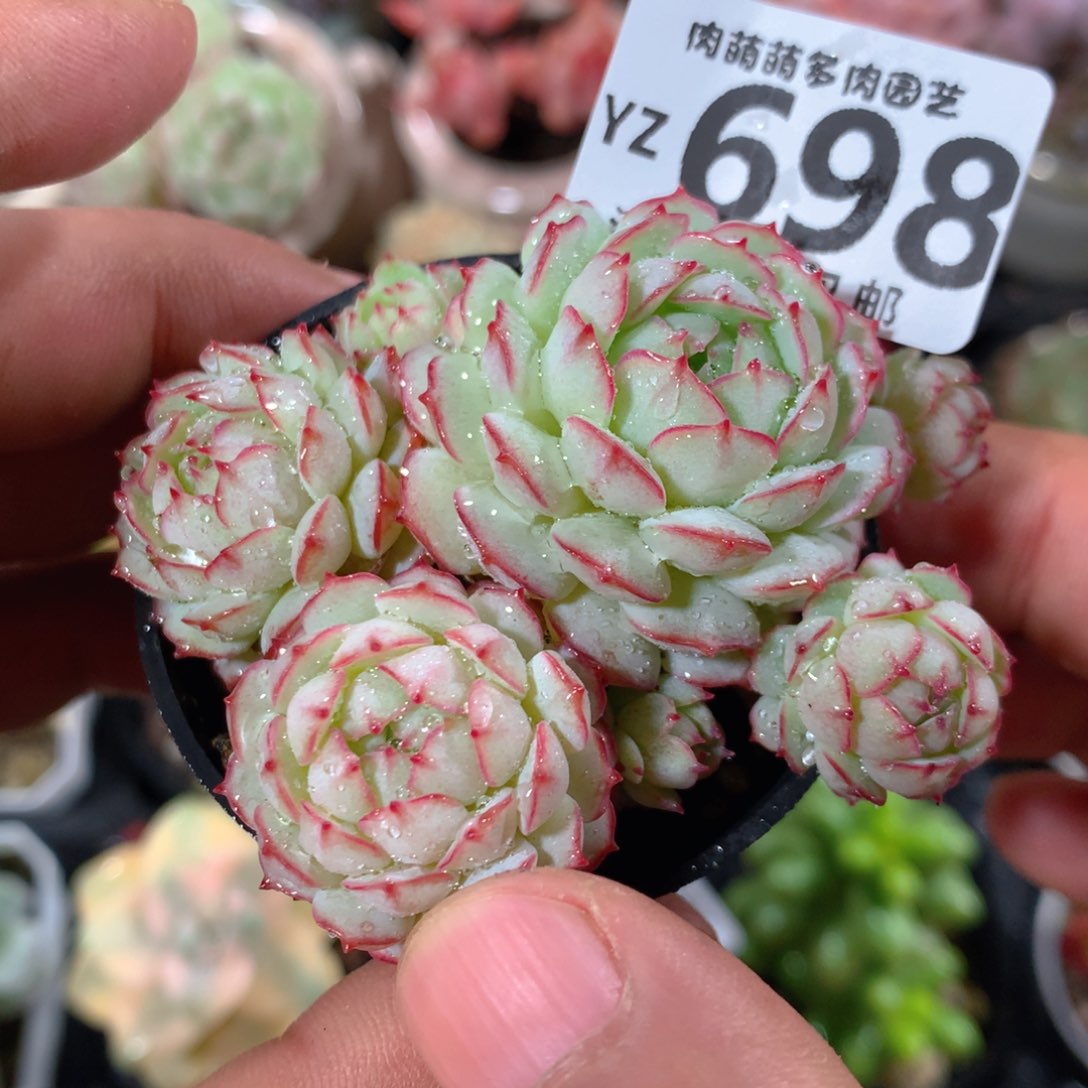 5CM拇指盆精控多肉YZ698