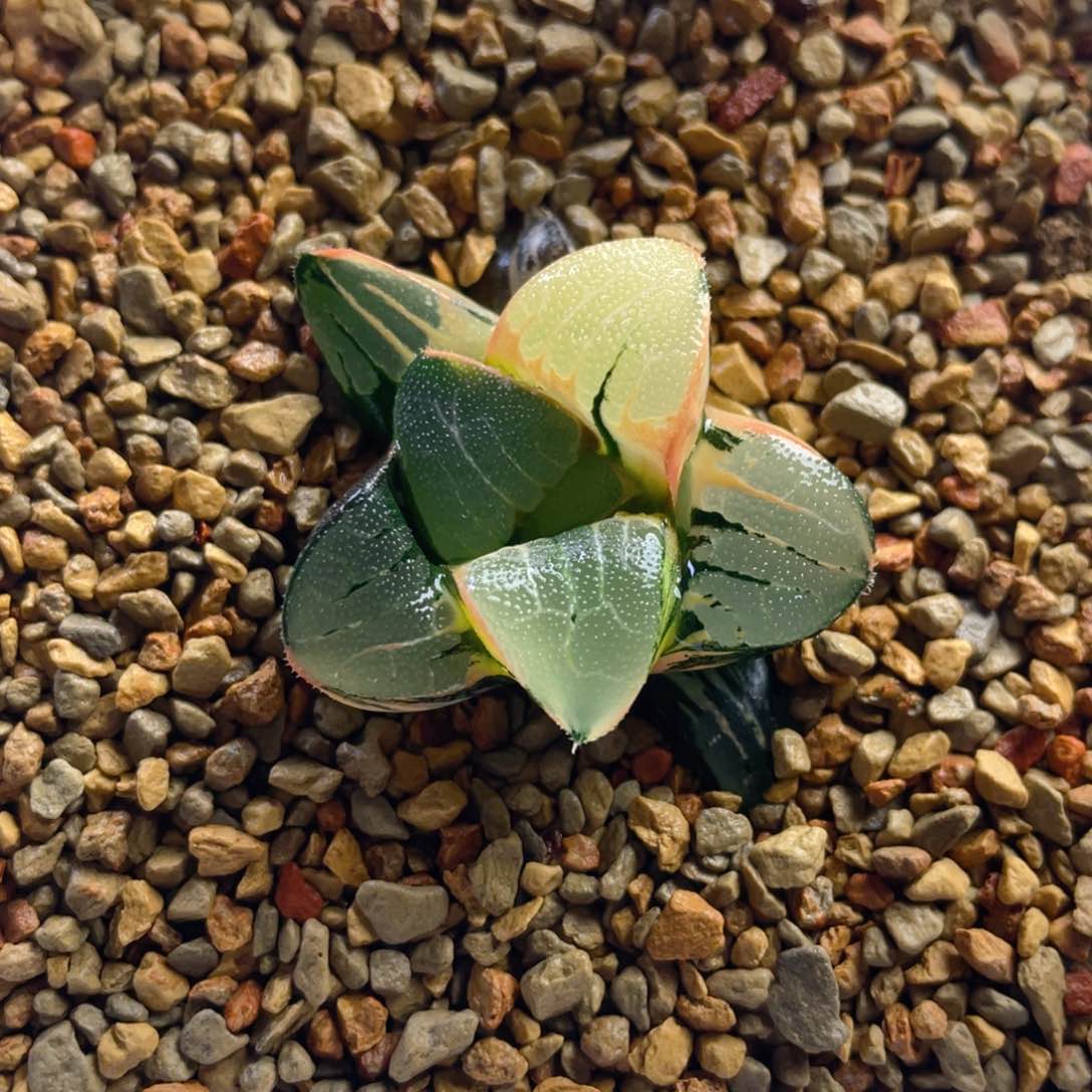 19.十二卷多肉jp丸叶实生克锦。