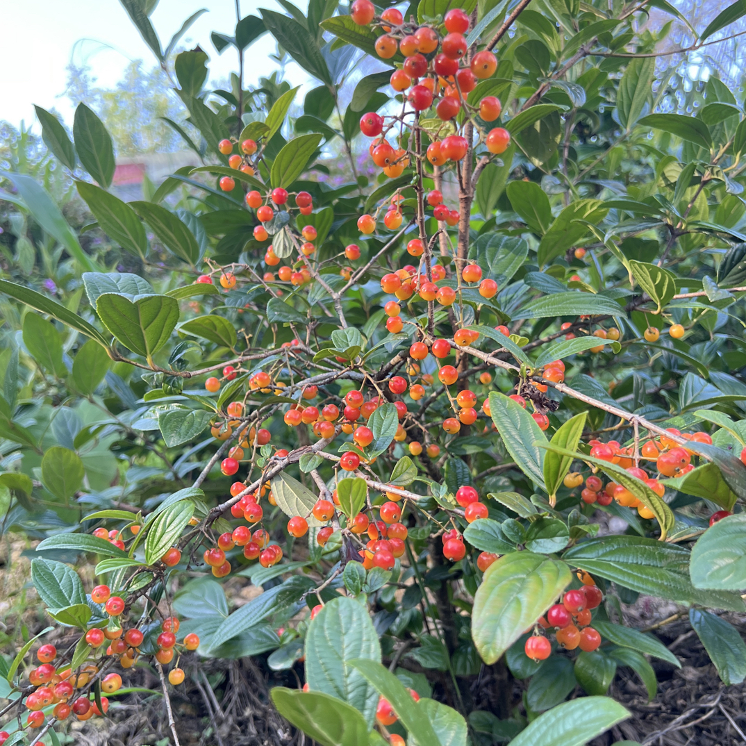 拐子树干料 泡酒 九万山源产地