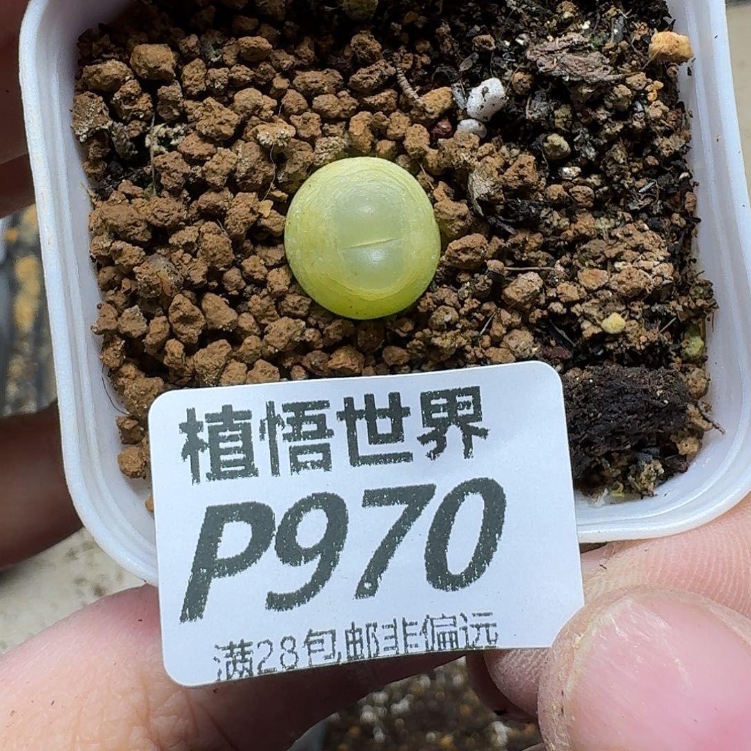 多肉A的人都多Eghhn