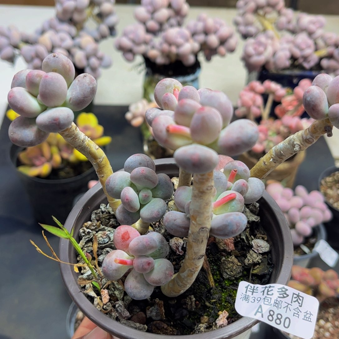 880/12cm苹果奶多肉