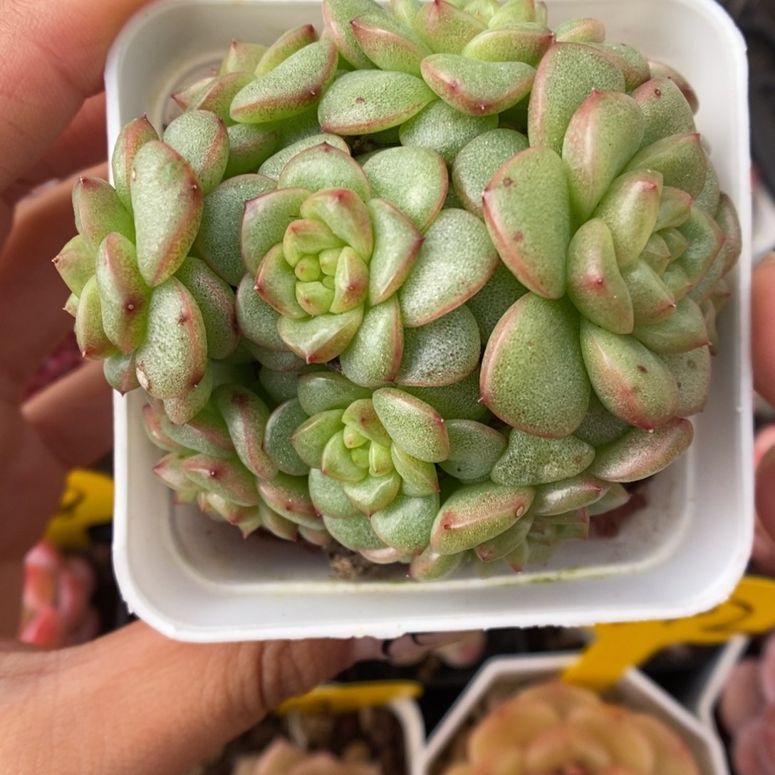 灯泡珍妮群生335号