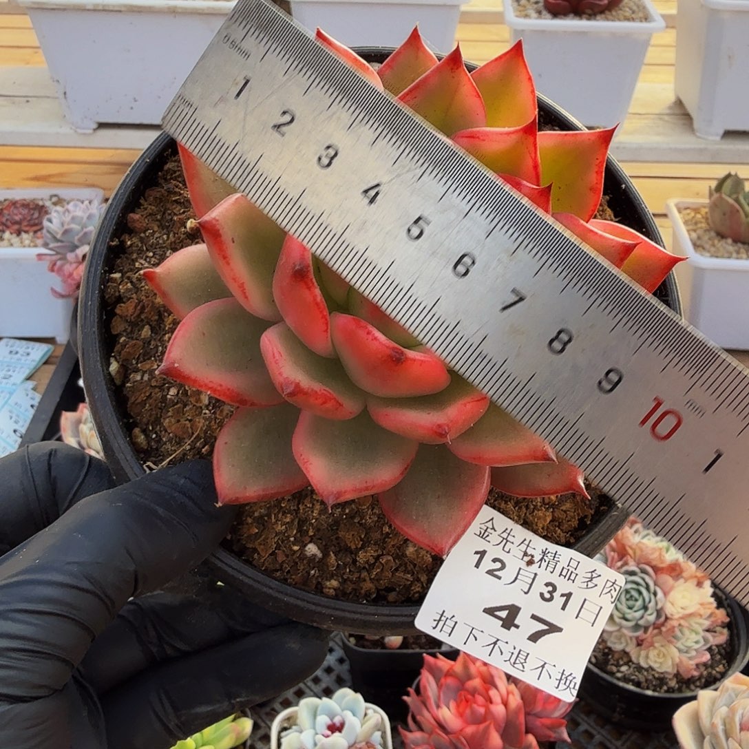 1231-47摩根锦单头