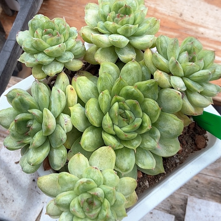 多肉植物冰天使锦991