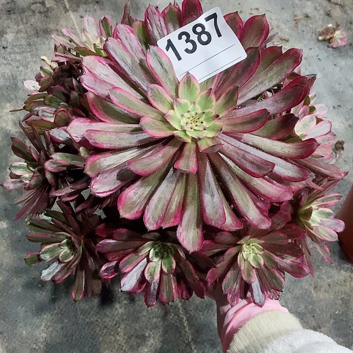 红陶1387紫霞3多肉