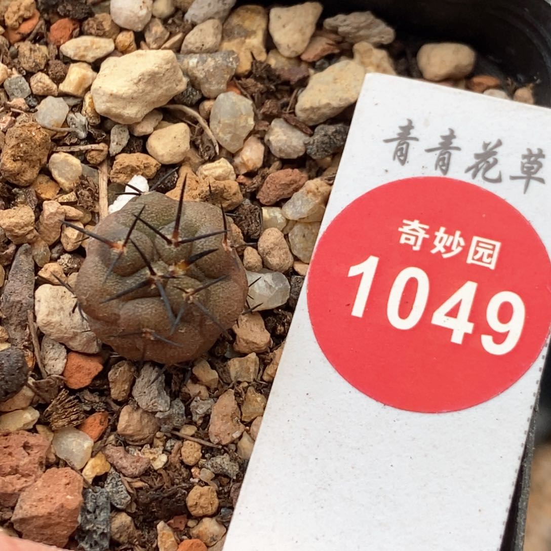 实生狂刺龙爪球猛龙玉1.3cm