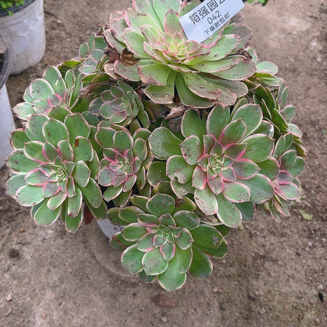 孔雀翎多肉植物手捧42