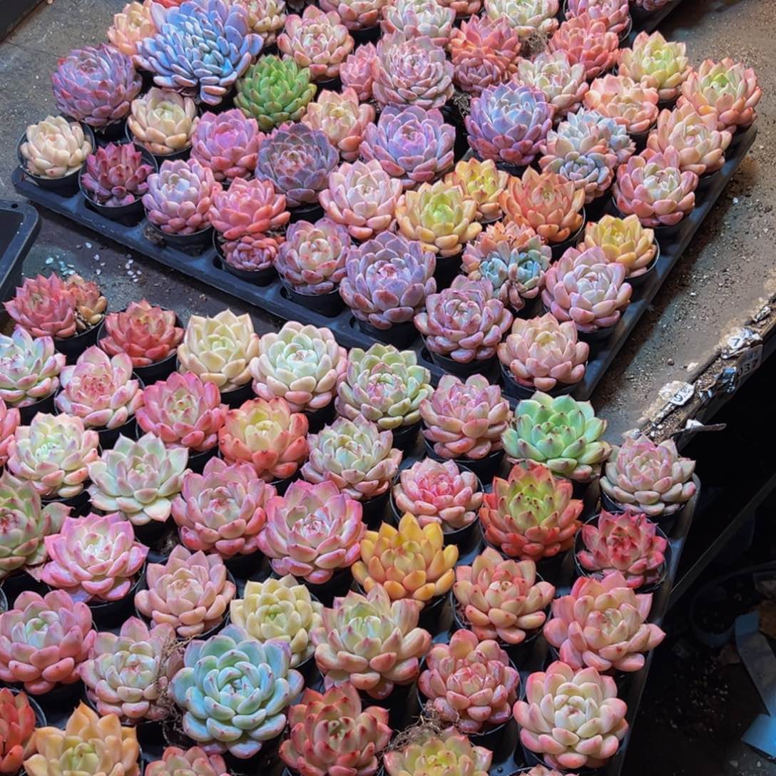 暁***衤091多肉葡萄的价格是什么样