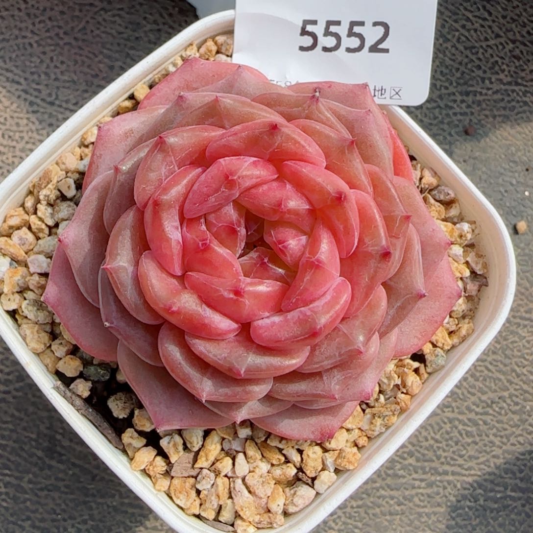 烈焰珍妮，5552多肉植物