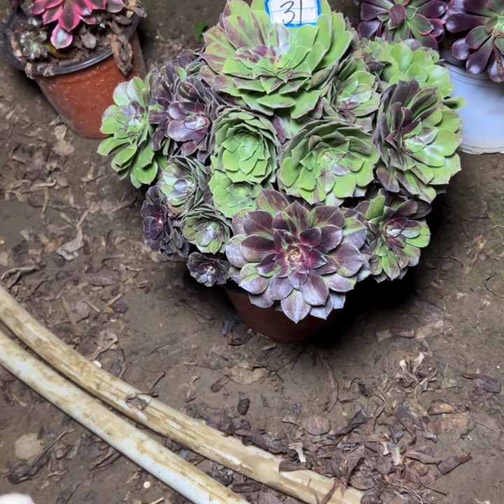 多肉植物花月夜31