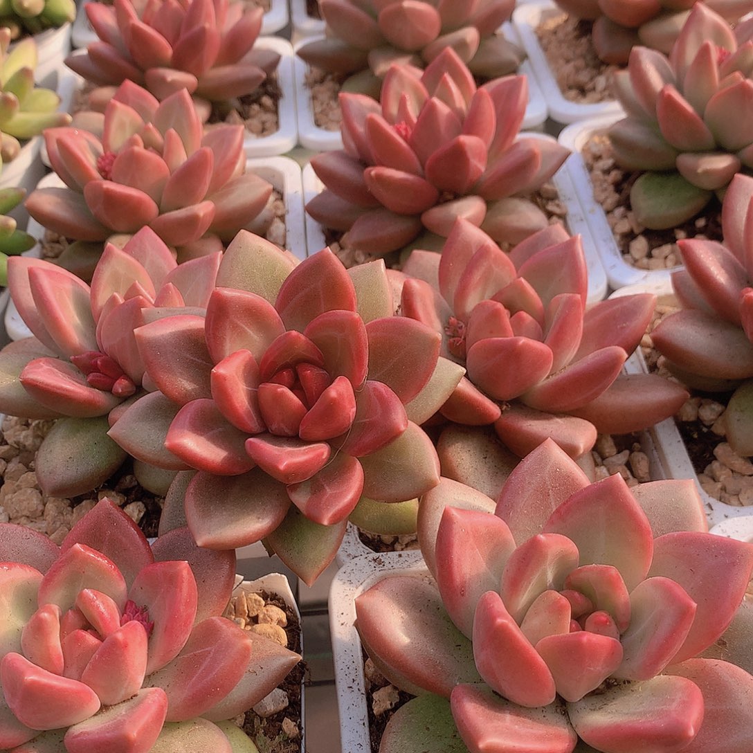 迷雾泡泡3457889999900