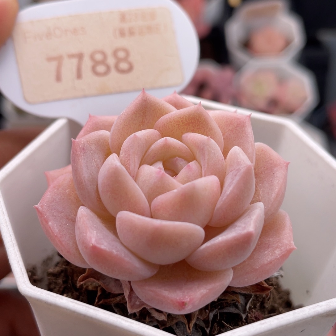 纯爱7788-4.5厘米