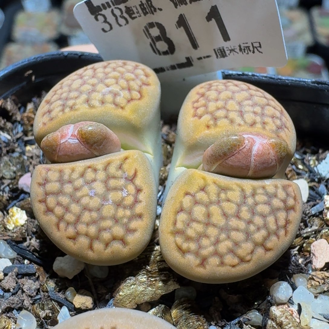 Ssss精品生石花811