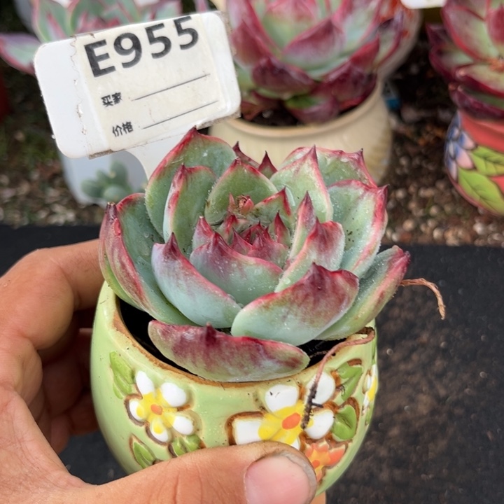 惊鸿一瞥多肉植物955