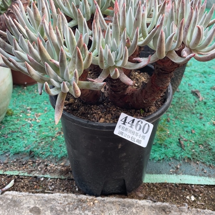 460号海瑟杂拇指多肉