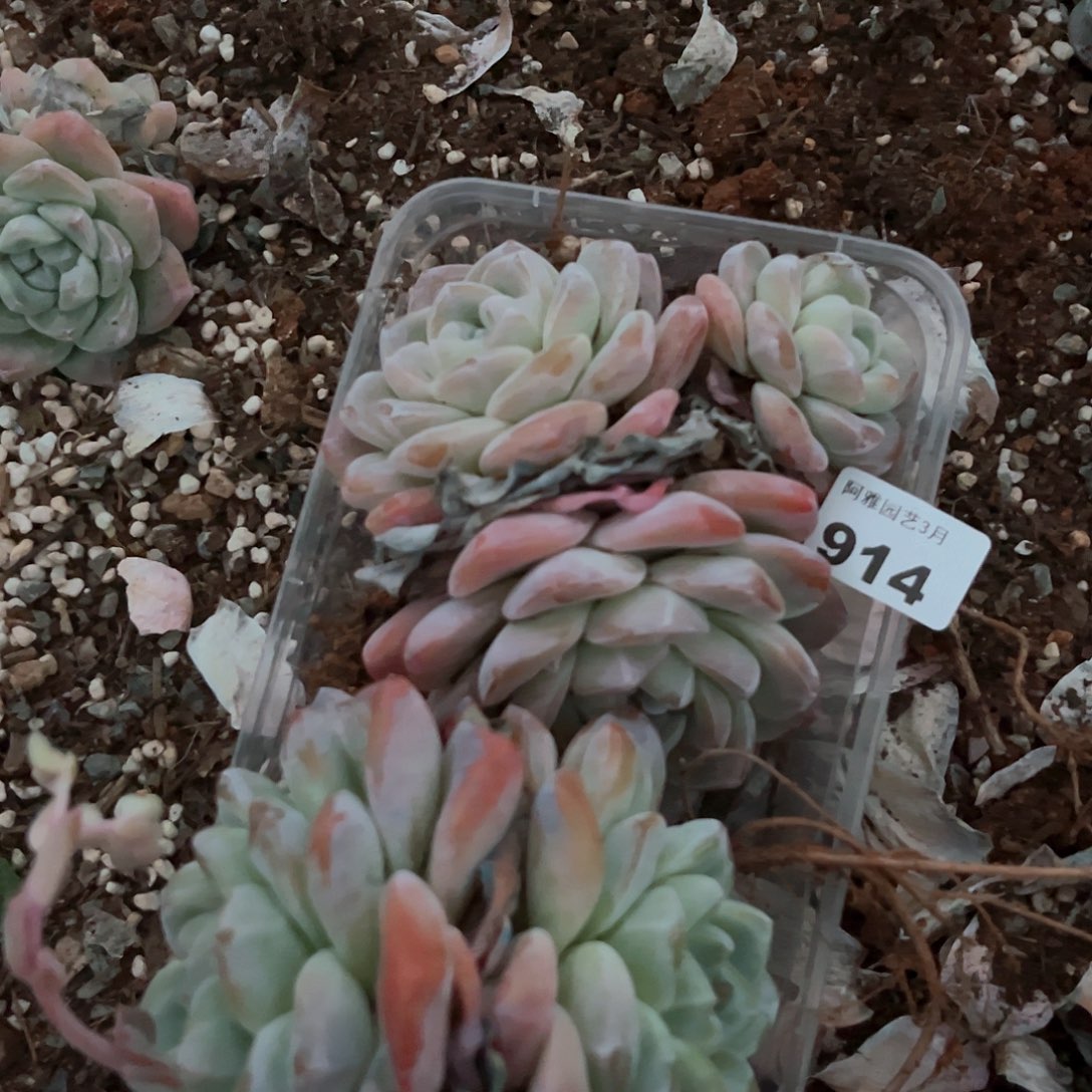 阿雅园艺 带桩发货914