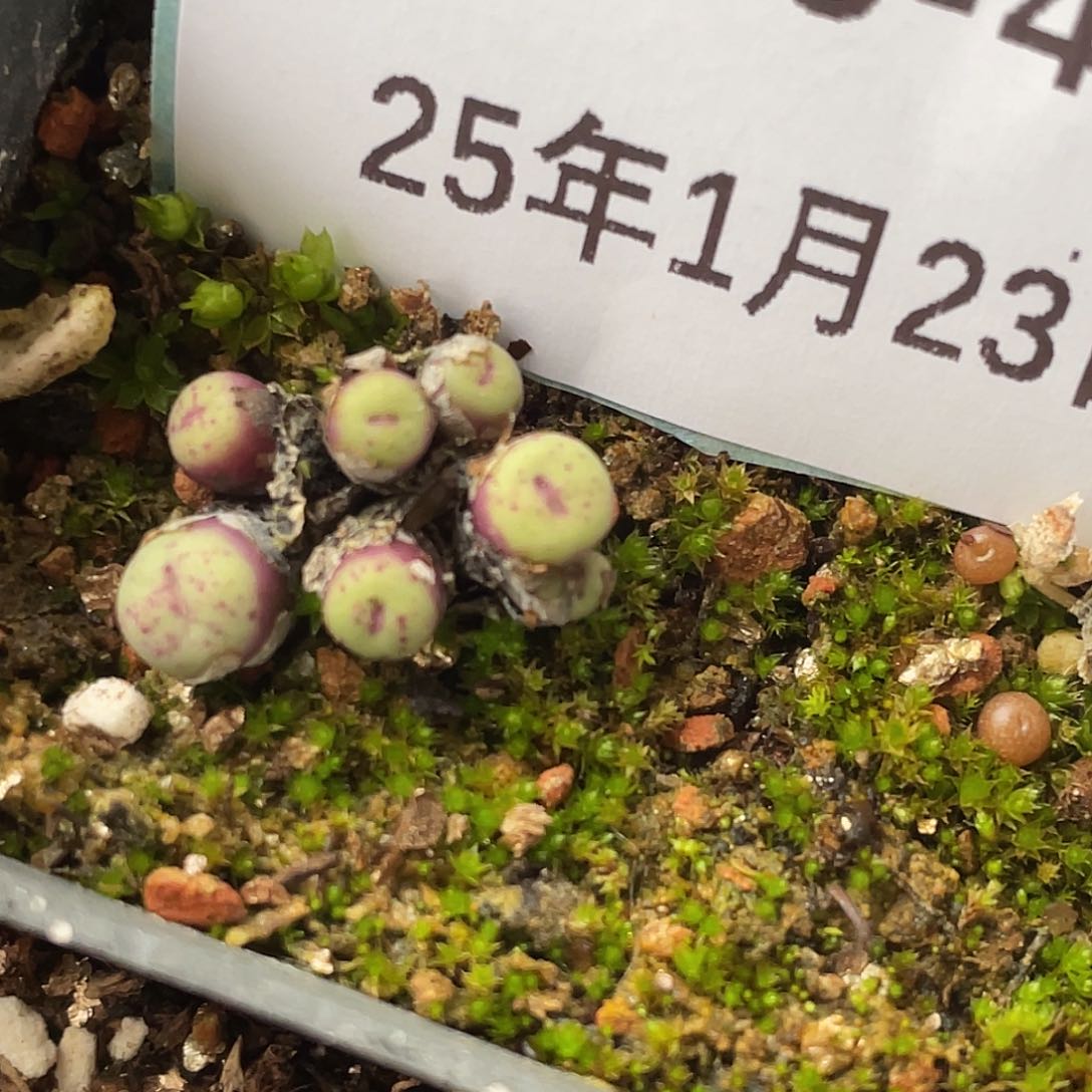 23-48嘴多肉植物