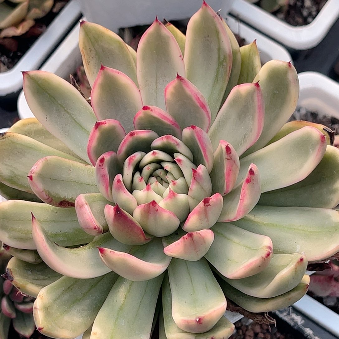 尚品园艺福利锦7992