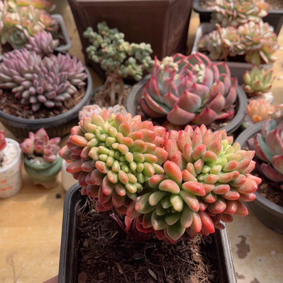 【闪购商品】535香奈儿缀