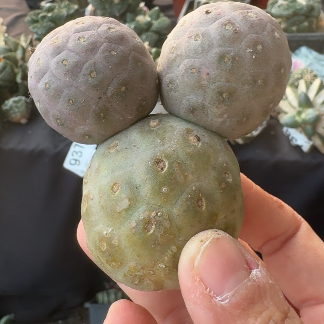 【闪购商品】大型无刺习米奇仙人球