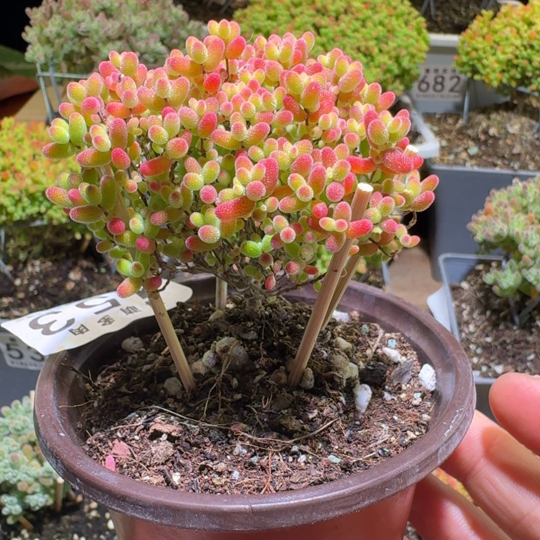 蜜桔糖球枝干番杏453