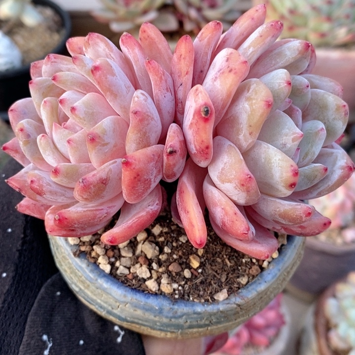 梦露 韩货精品666