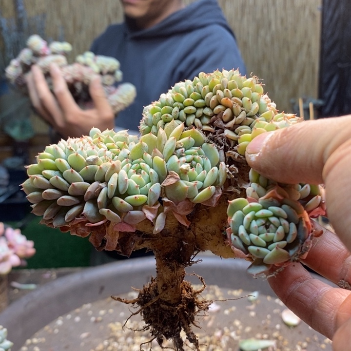 重***喽59号白胖子多肉植物