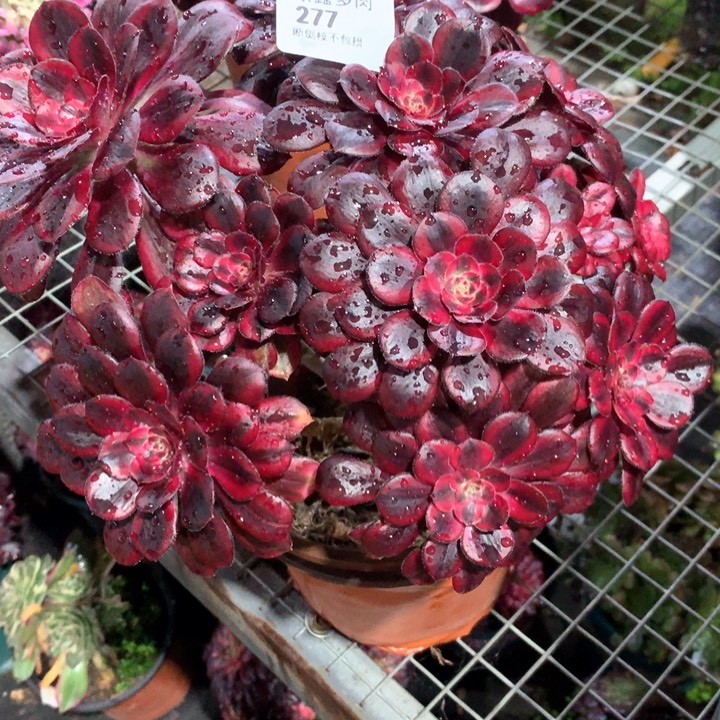 277香奈多肉植物