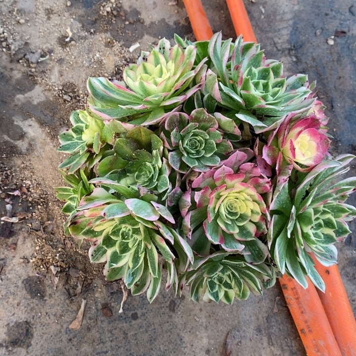 海鲜丛林16多肉植物法师法师