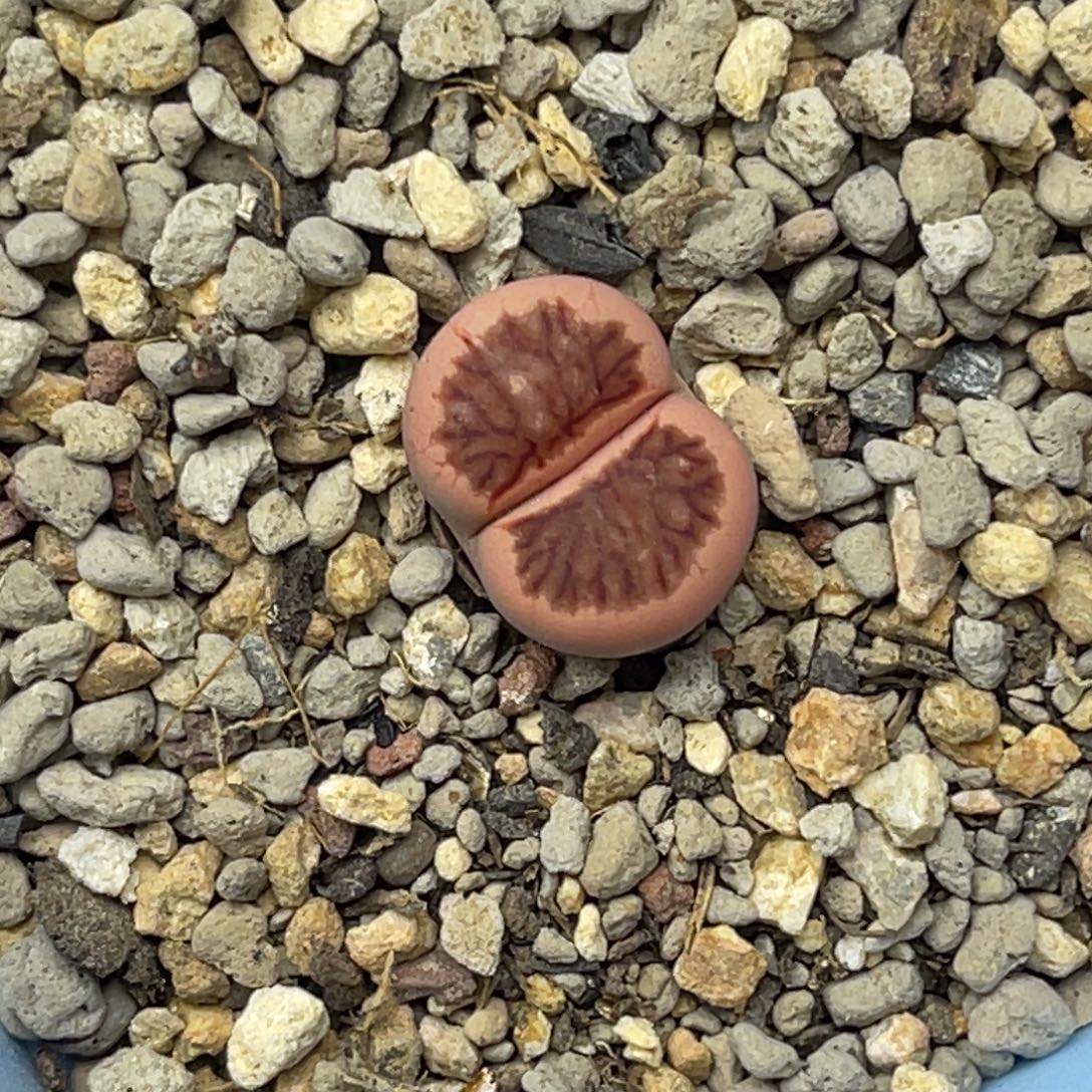 0784菊锦1尺寸1.4