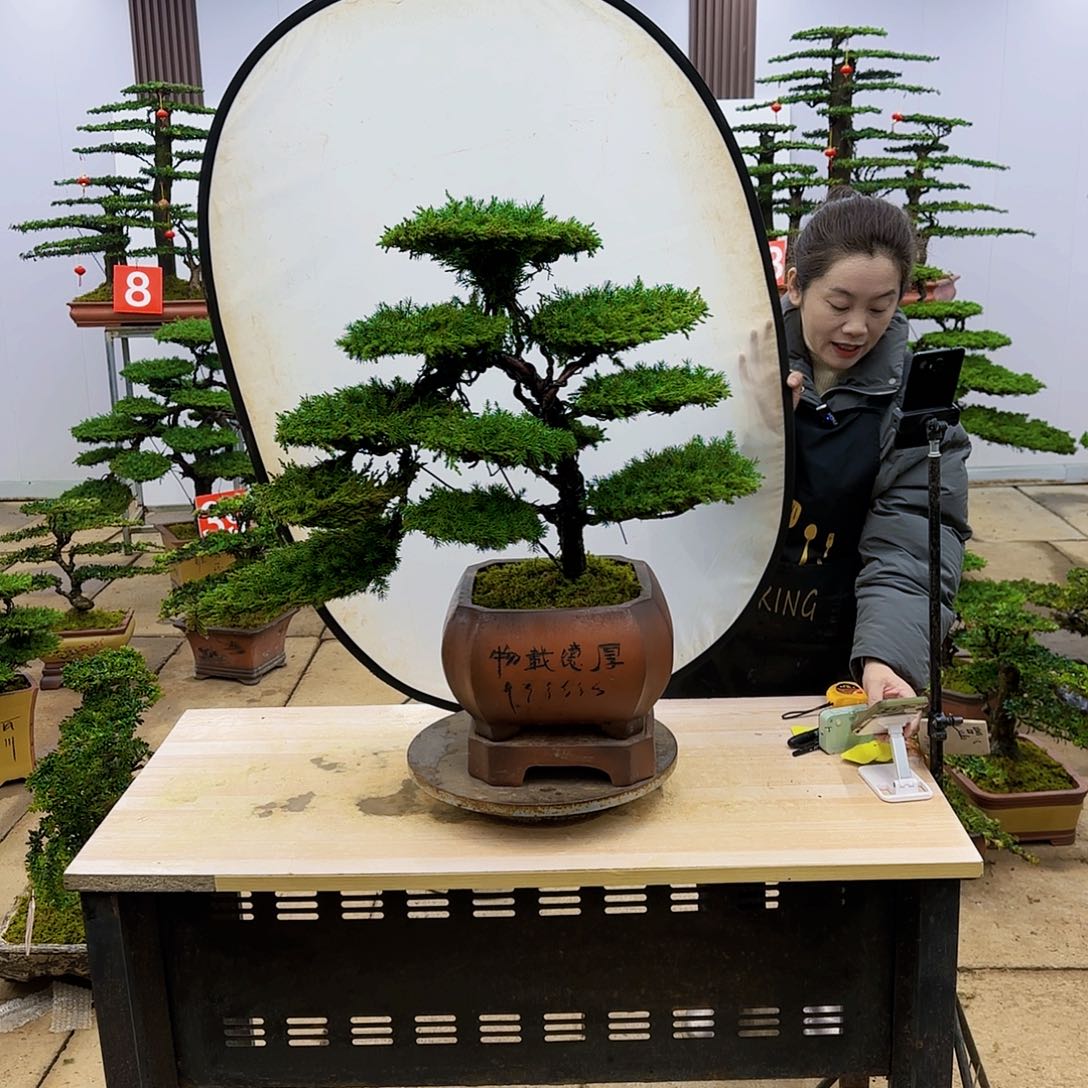 盆景直播间一物一拍