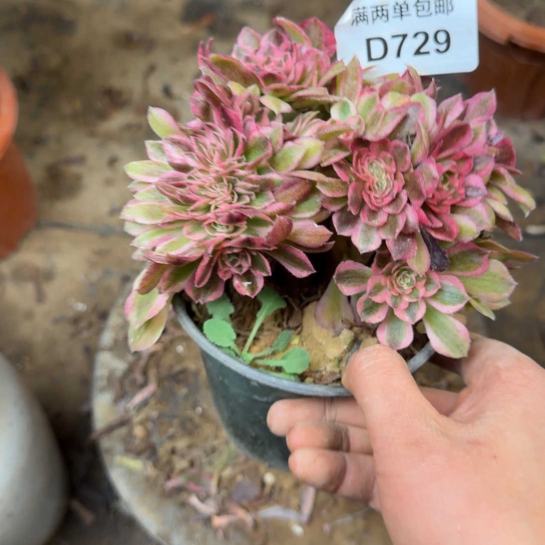 729倾城缀法师多肉15cm