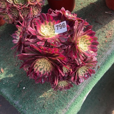 惠*子796铜壶锦朵朵多肉，