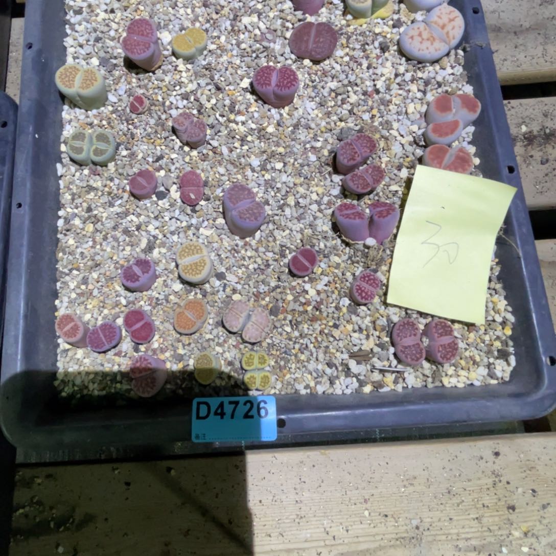 崔***浩4726混筐不售后。 