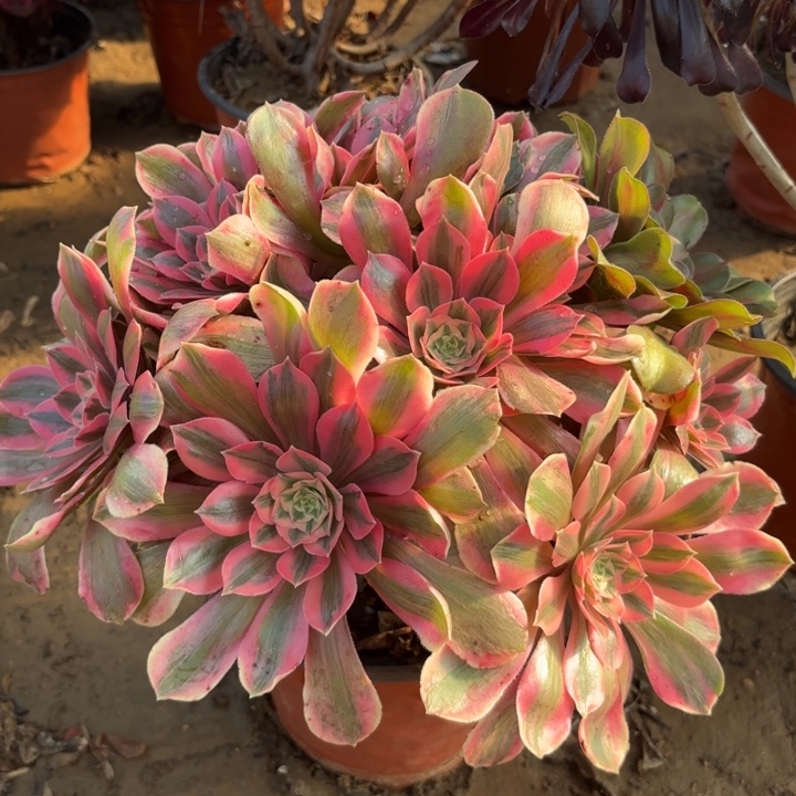 多肉植物法师女妖32