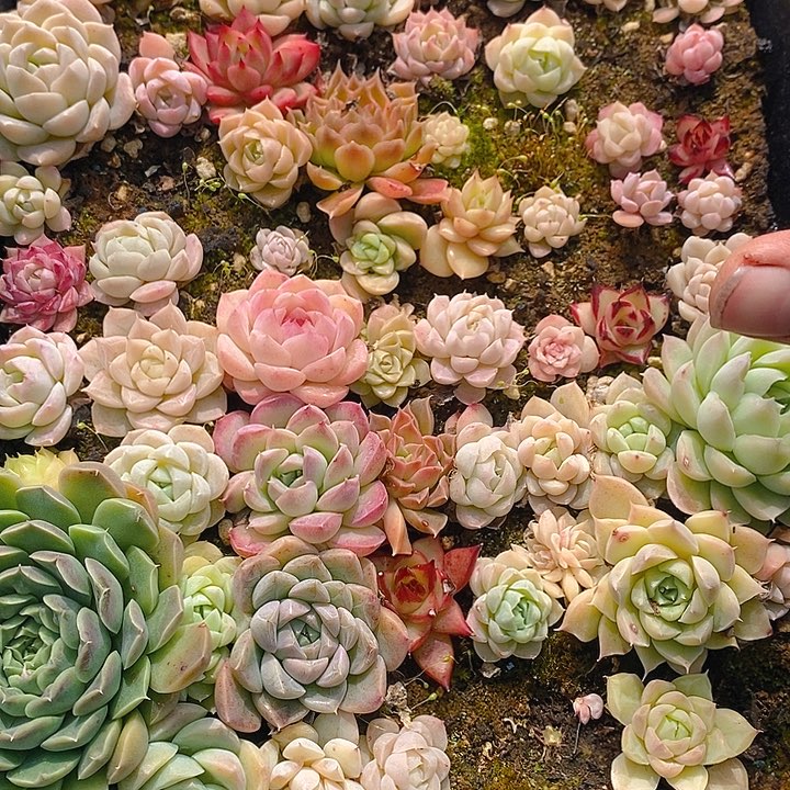 77 多肉植物盆栽花卉植物