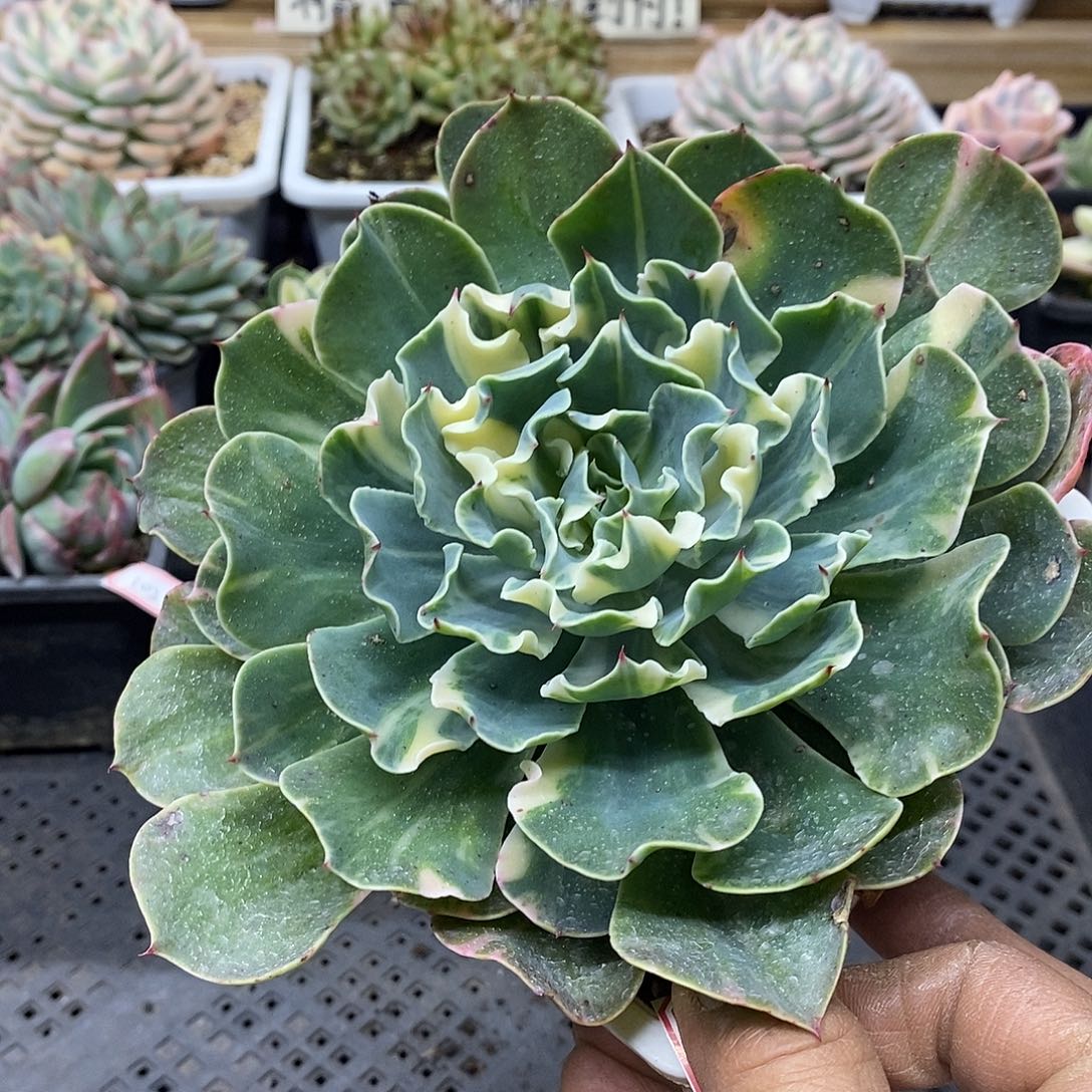 29104 大海啸花脸锦