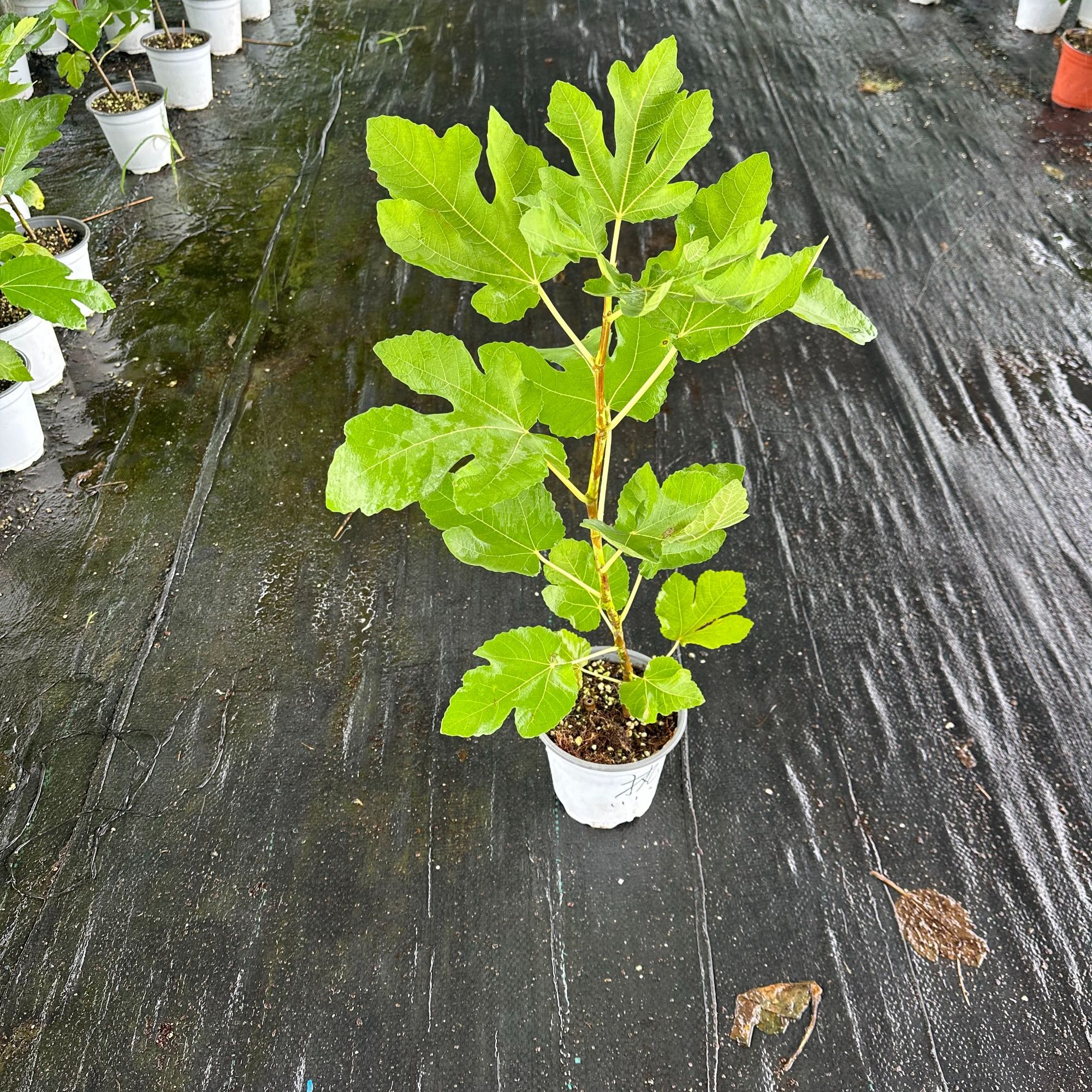 无花果树苗波姬红紫色波尔多斯特拉营养杯苗盆栽地栽花园植物