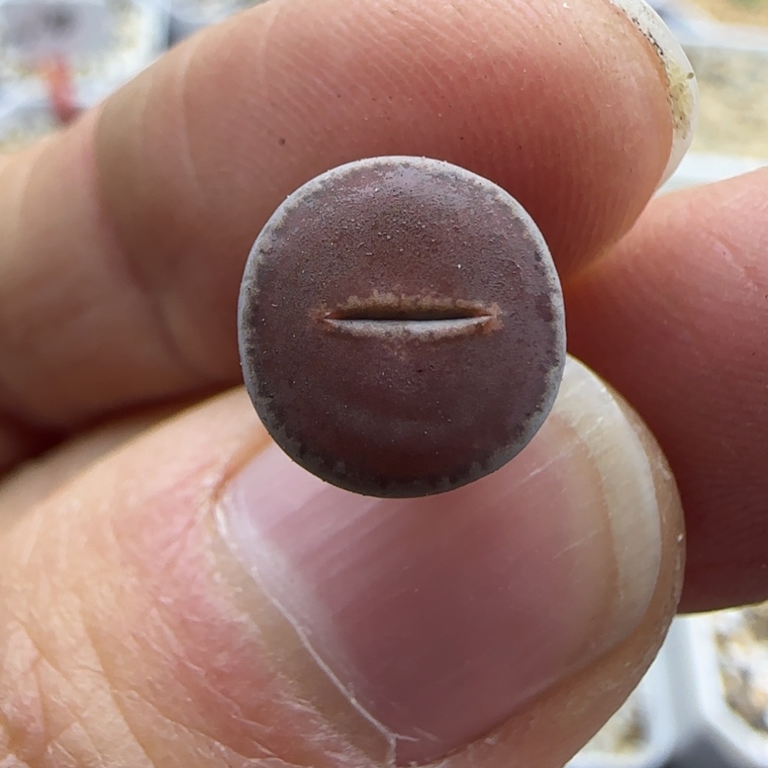 82二蜕dark 可挑30包邮