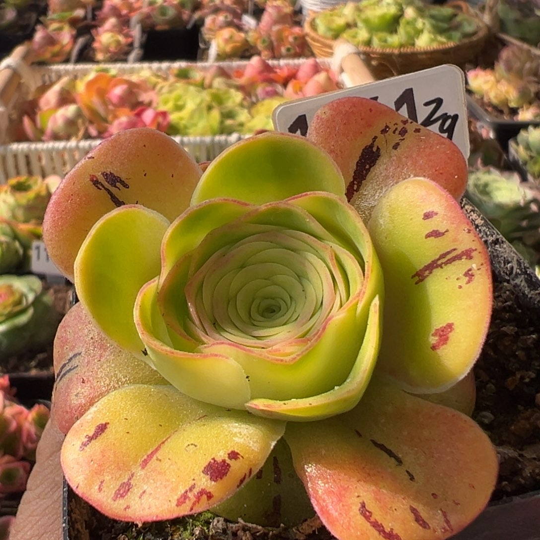 橘色烈火1061山地玫瑰多肉