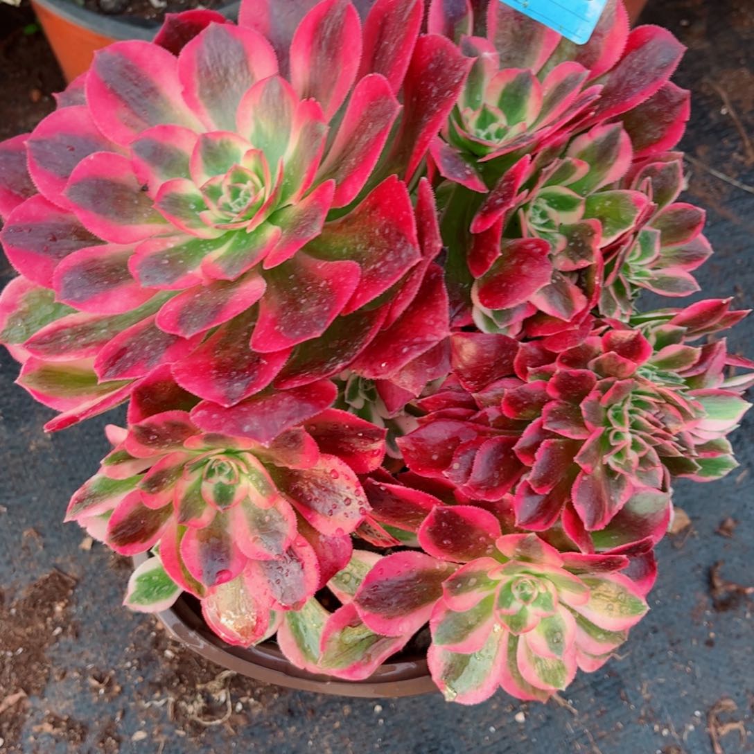 多肉植物380女郎