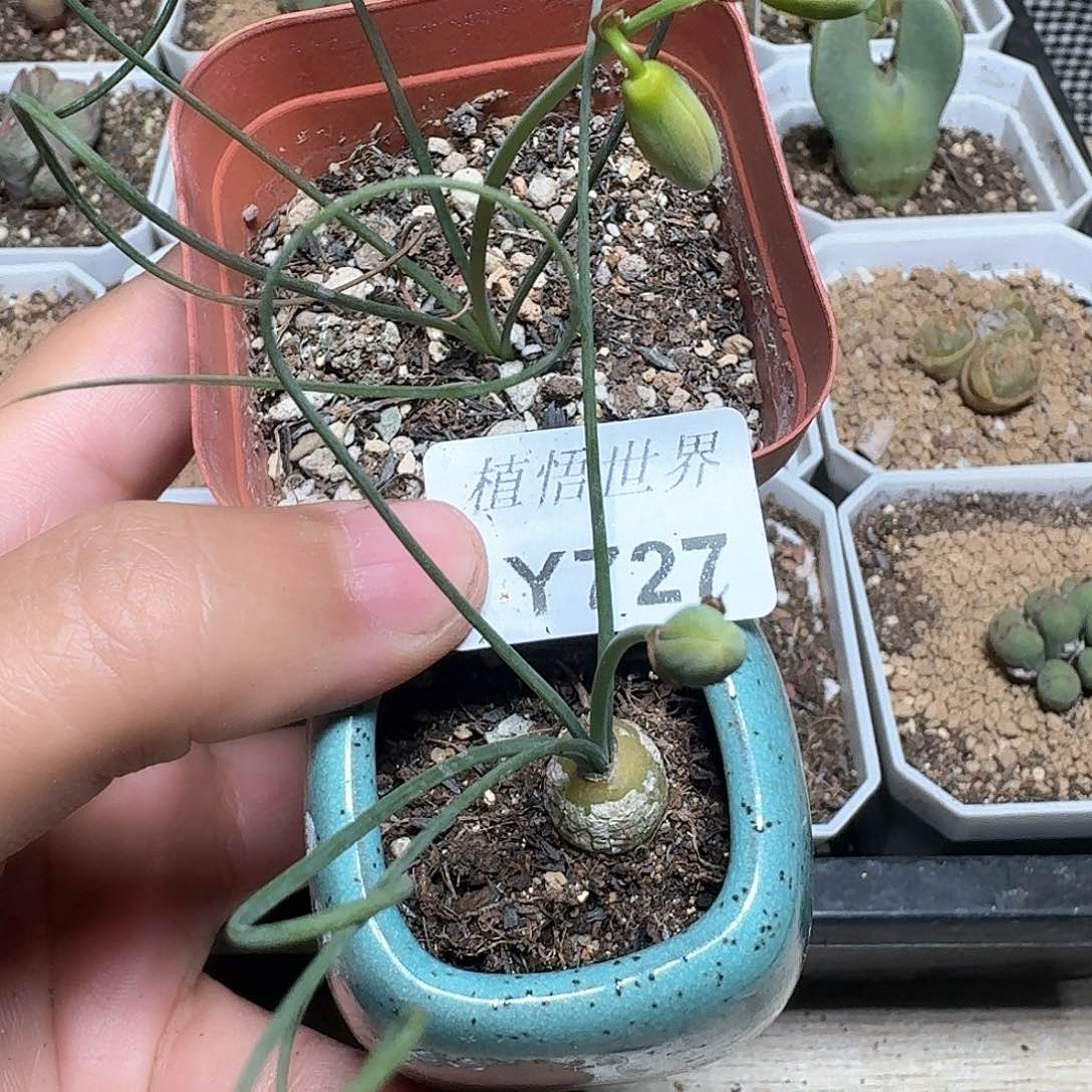 727号多肉植物哇f c