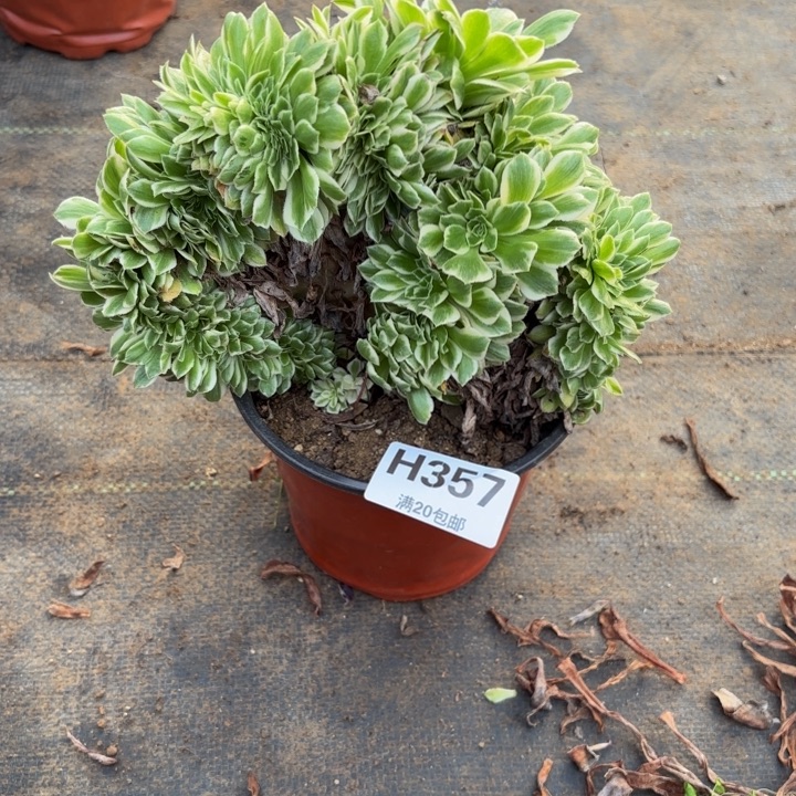 瑞妈，，。。。。357冷月缀