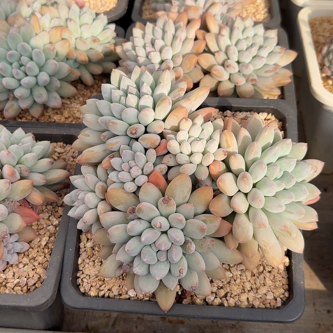 沃版大叶奶糖整无砍群生