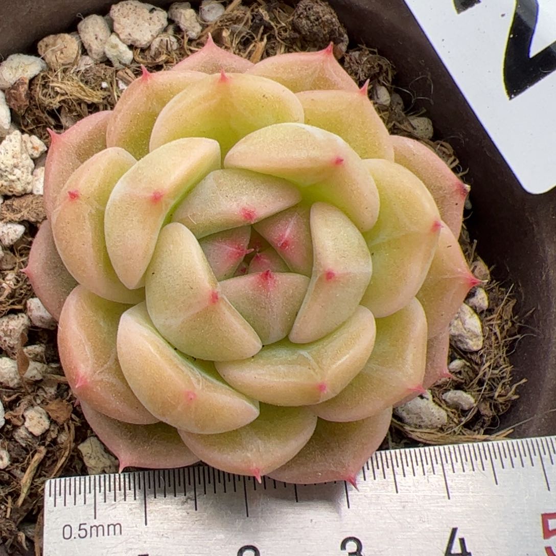 210 多肉植物组合盆栽