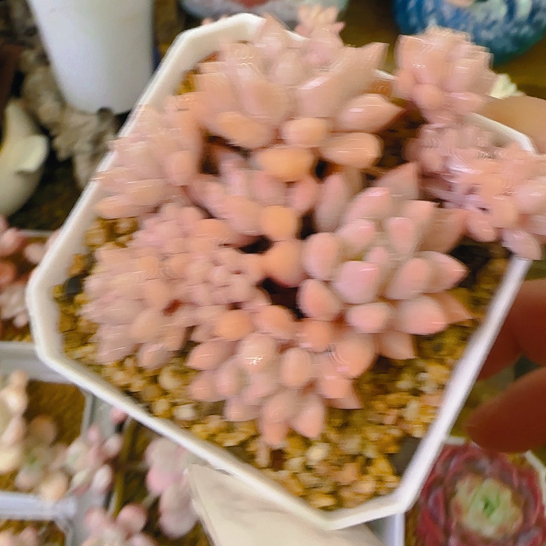 小叶秋波，339、仙农出品，